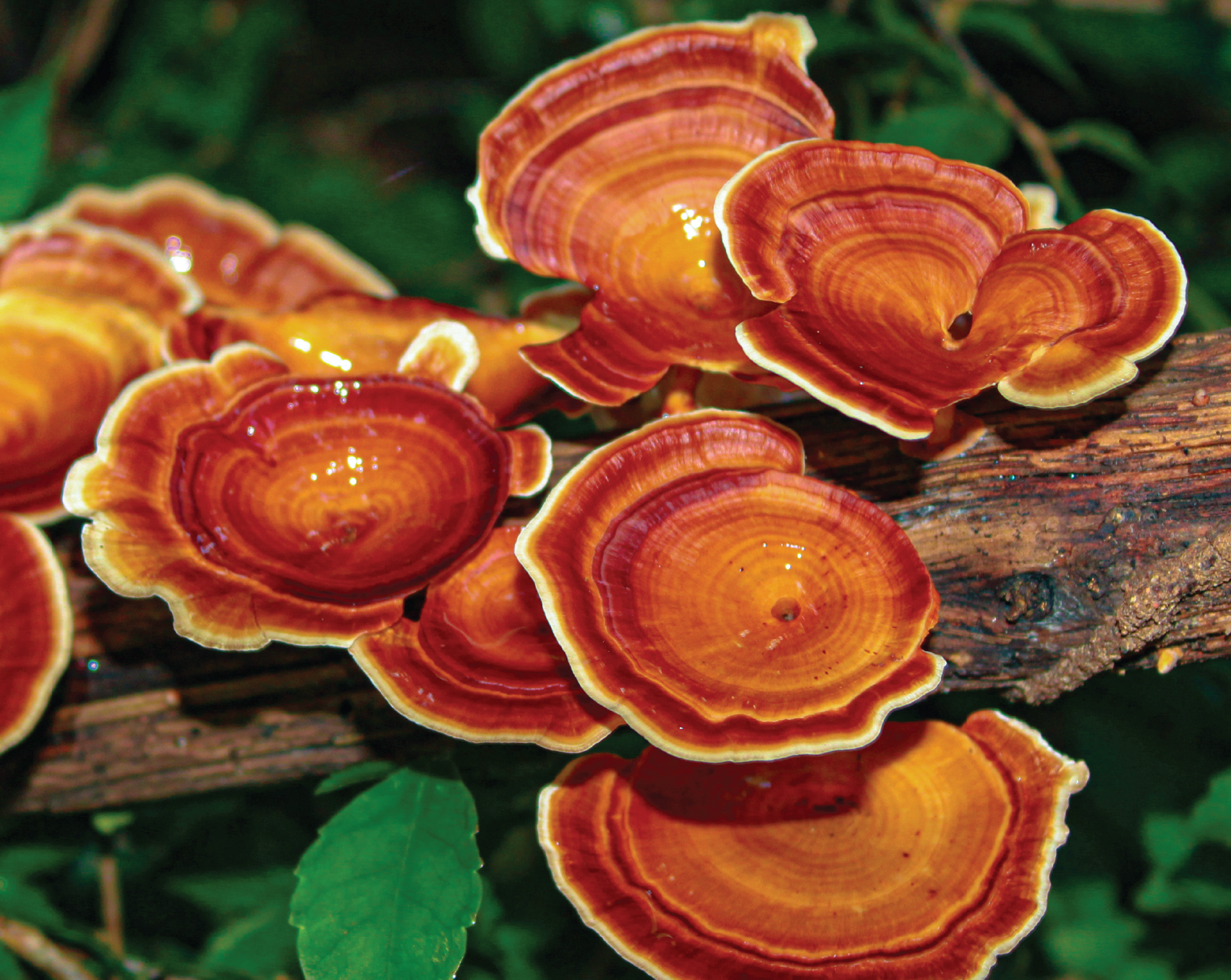 Reishi