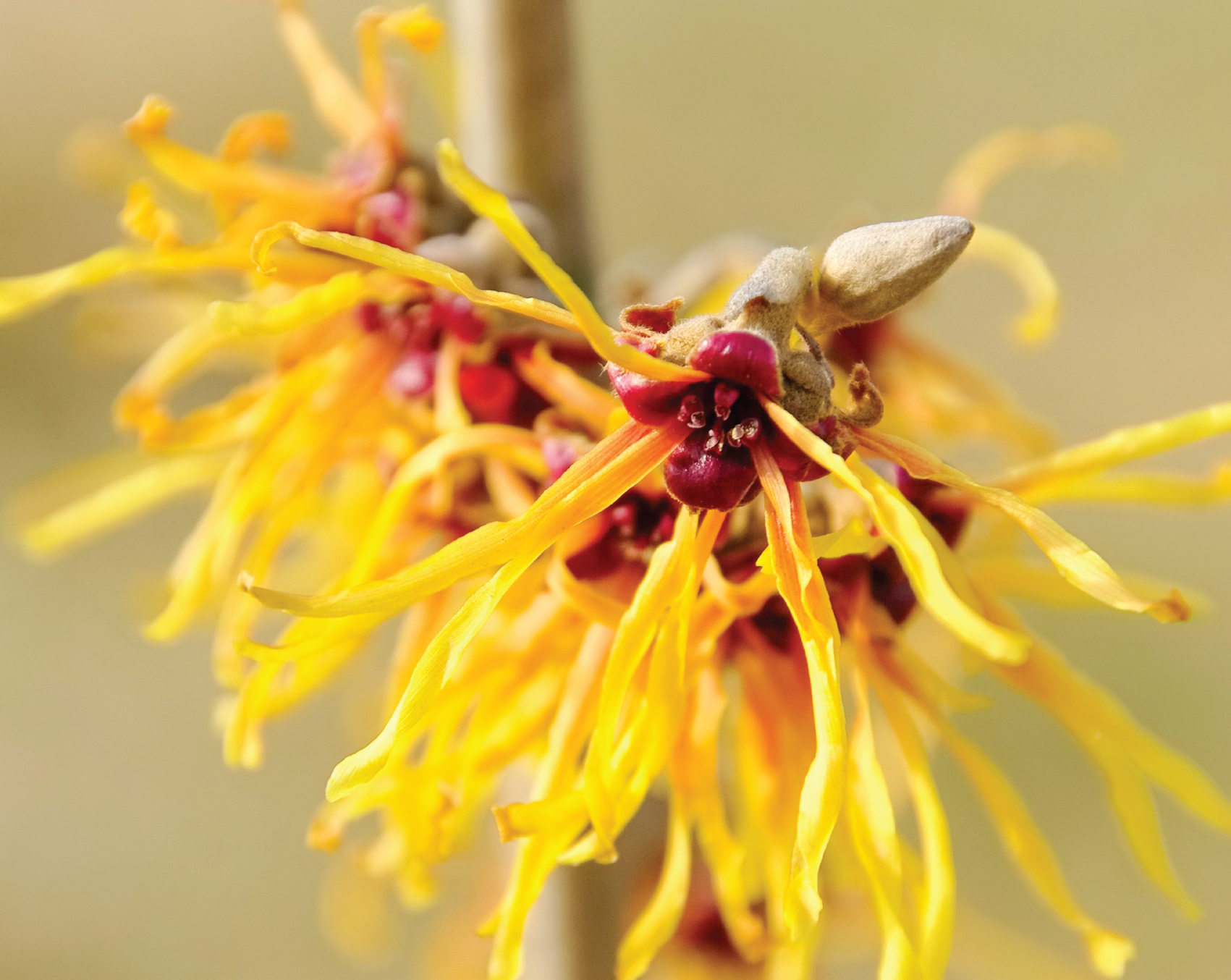 Witch Hazel