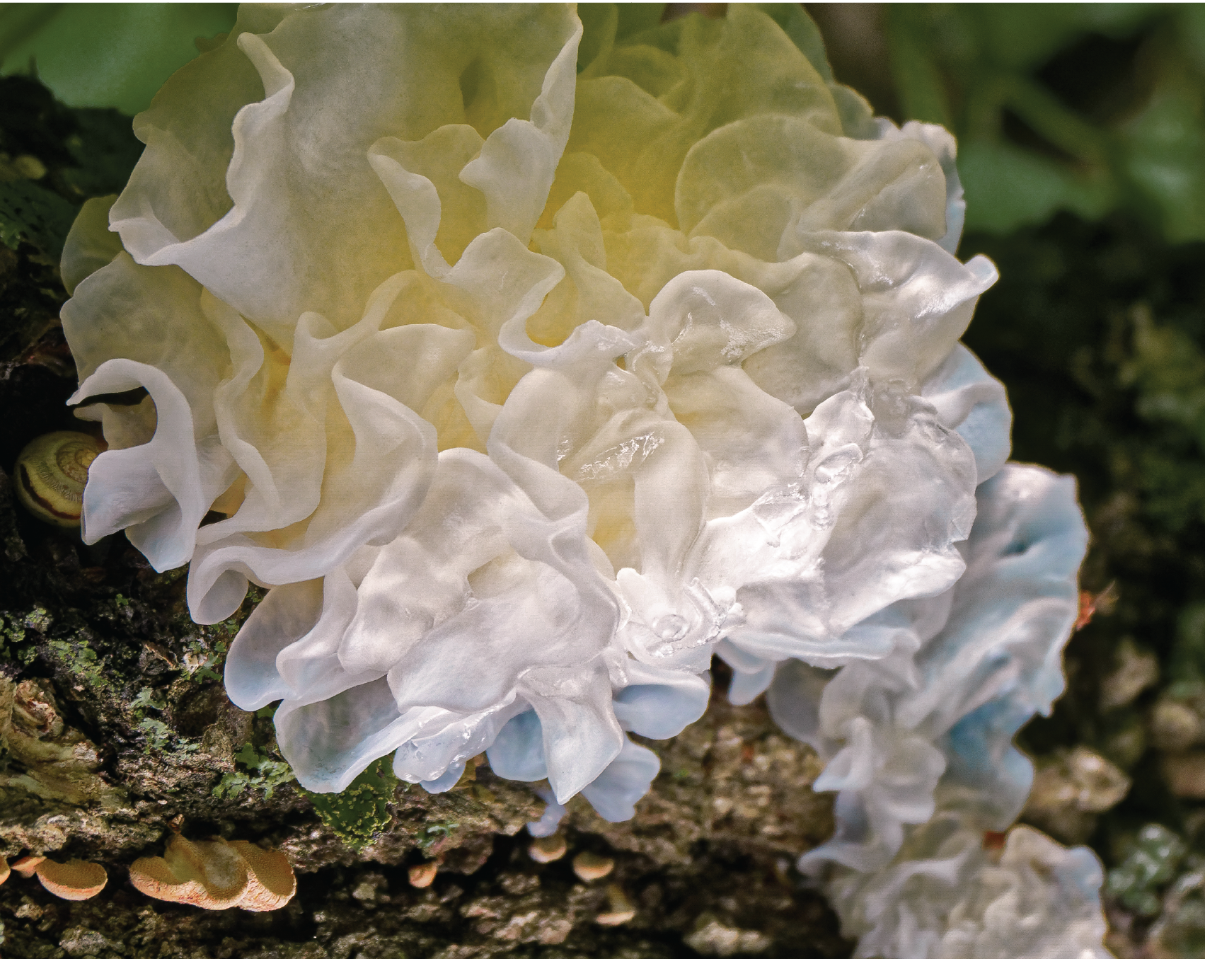 Snow Mushroom