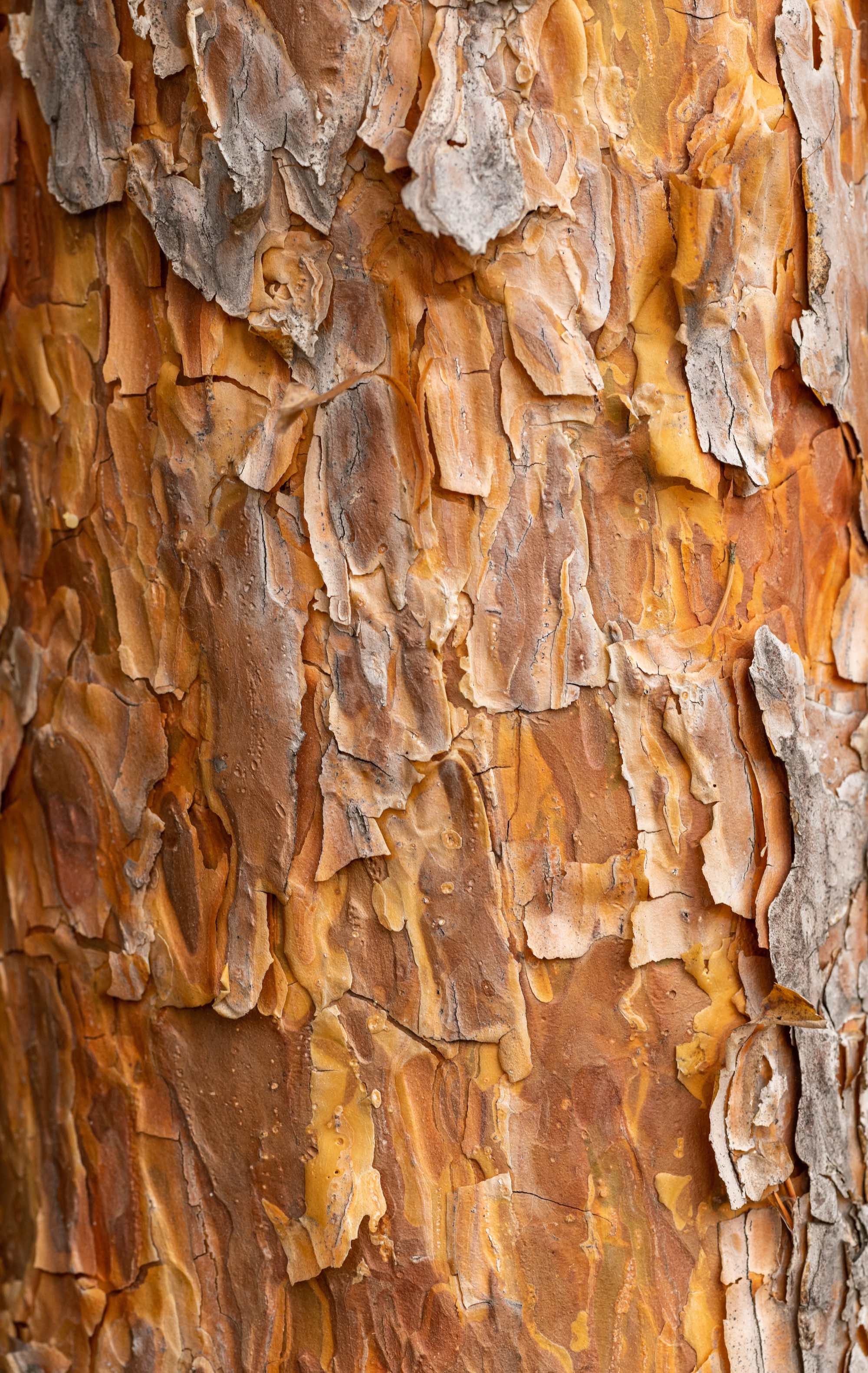 ingredient-pine-bark.jpg