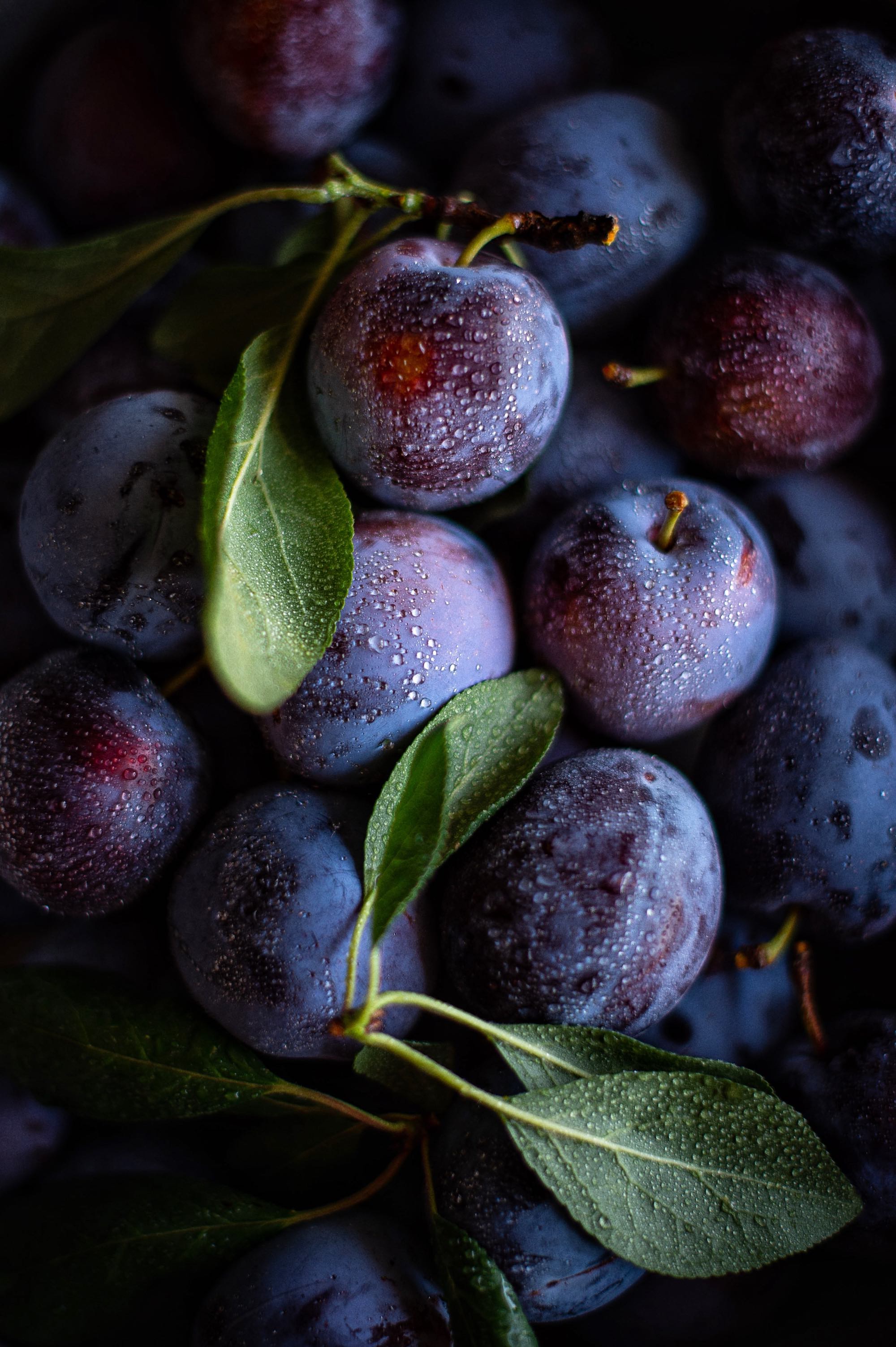 ingredient-plum.jpg